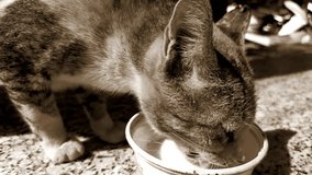 4K Video : Domestic cat drinking milk in bowl.  