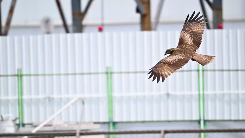 Black kite flying in slow motion