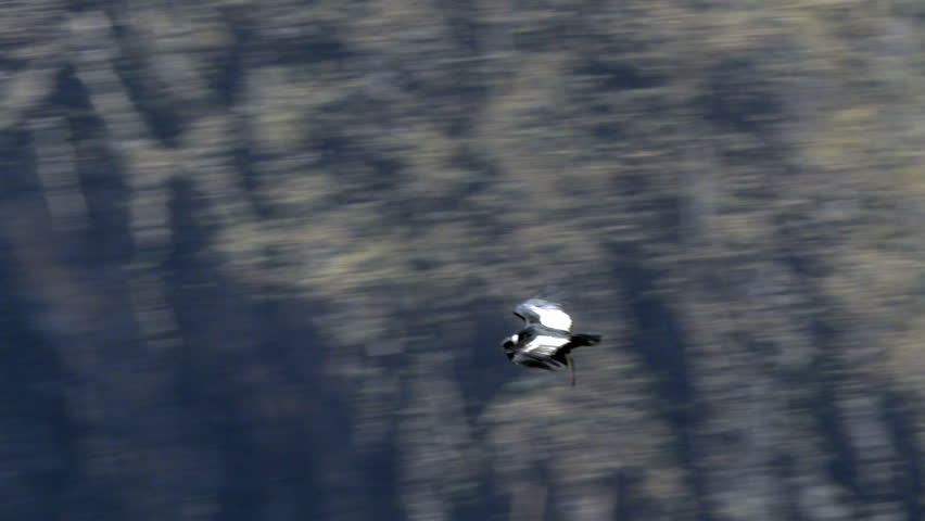 A condor flying low in the Colca Canyon. Arequipa, Peru