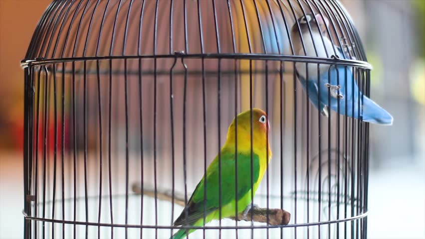 A pair of love birds in a cage, love birds, green and blue pet birds. Their name comes from the commonly observed behavior that a pair of love birds will sit close to each other and cherish each other Royalty-Free Stock Footage #1109698175