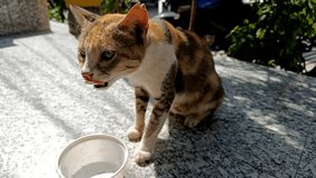4K Video : Domestic cat drinking milk in bowl and licking leg.   