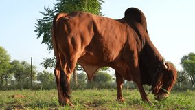 HQ video clip of a brahman adult brown color Gir bull, imposing breeder for meat production grazing in the farmland