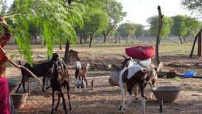 Medicinal Plant Of Moringa Or Drumstick, Goats and goat lings eating green leaves of moringa tree. Farmer woman take care of her domestic animals giving healthy feed.