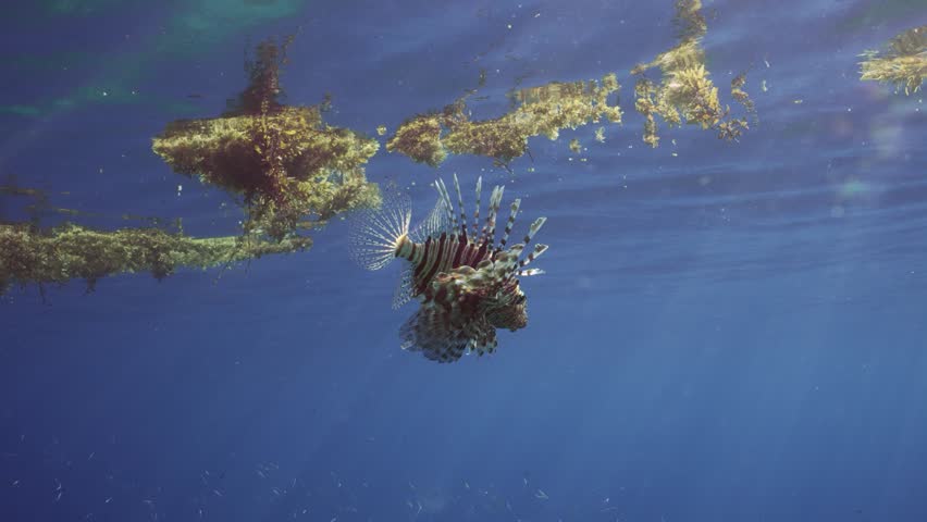 Common Lionfish or Red Lionfish (Pterois volitans) swims in blue water under scraps of Seaweed Brown Sargassum drifting on surface, on daytime in bright sun rays, slow motion Royalty-Free Stock Footage #1109717619