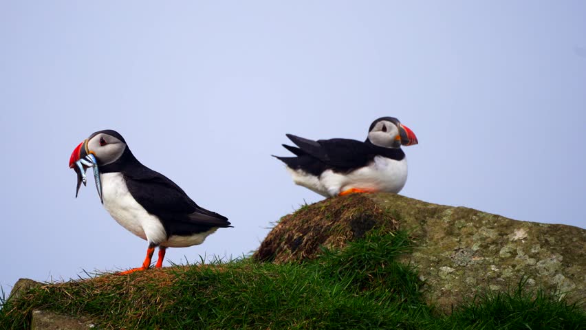 Atlantic puffin with fishes in its beak next to another puffin sitting on rock, Faroe Islands. Closeup