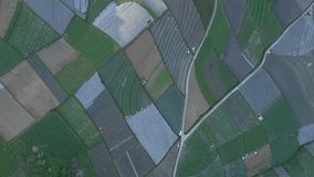 Overhead drone shot beautiful pattern of vegetable plantation in Indonesia. Top down view of plantation, Indonesia - 4K aerial view