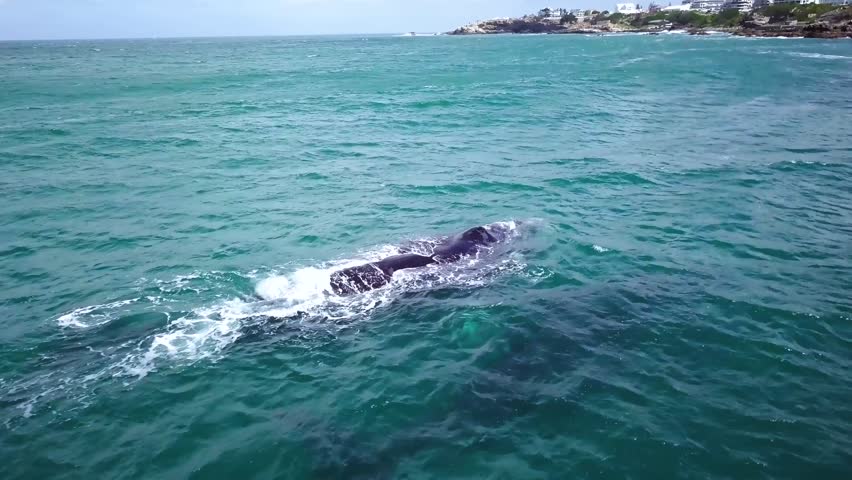Aerial footage of Southern Right Whales off the coast of Hermanus, South Africa. Migrating mother and calf swimming in a shallow water near the coast. Whale watching. High quality 4k footage.