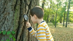 A little boy examines the bark of a tree by looking at it through a magnifying glass - Powered by Shutterstock - Get 15% off with code: PIKWIZARD15