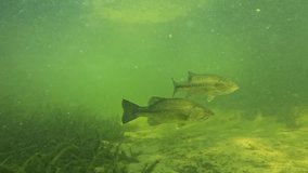 Witness a school of black bass swimming in mid-water, captured by a front-facing underwater camera. Perfect for documentaries, ads, and high-traffic web clips. Check the gallery for similar footages.