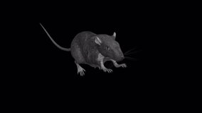 Common Rat - Running Loop - Side Angle View - Realistic 3D animation with alpha channel isolated on transparent background