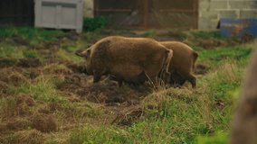 farm lifestyle, full video of Mangalica pigs walking, welfare and care for farm animals. High quality 4k footage