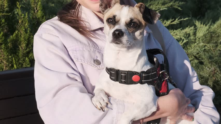 Girl holds a dog in her arms.  The puppy looks at the camera.  Walking a dog in a city park. White-brown-black dog.  A cross between a Chihuahua and a Jack Russell dog