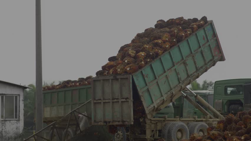 Shots of an African palm seed collecting truck emptying what has been collected,processing delivered to palm oil mills. Royalty-Free Stock Footage #1109730737
