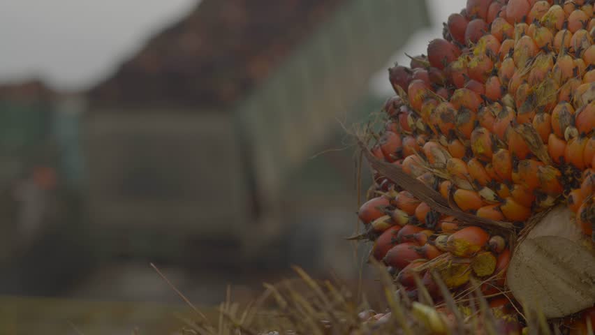 Shots of an African palm seed collecting truck emptying what has been collected,processing delivered to palm oil mills. Royalty-Free Stock Footage #1109730937