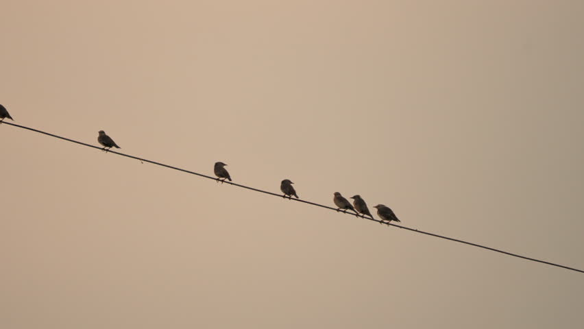 Flock of bird flying and perching on electric wire in the evening on rural scene