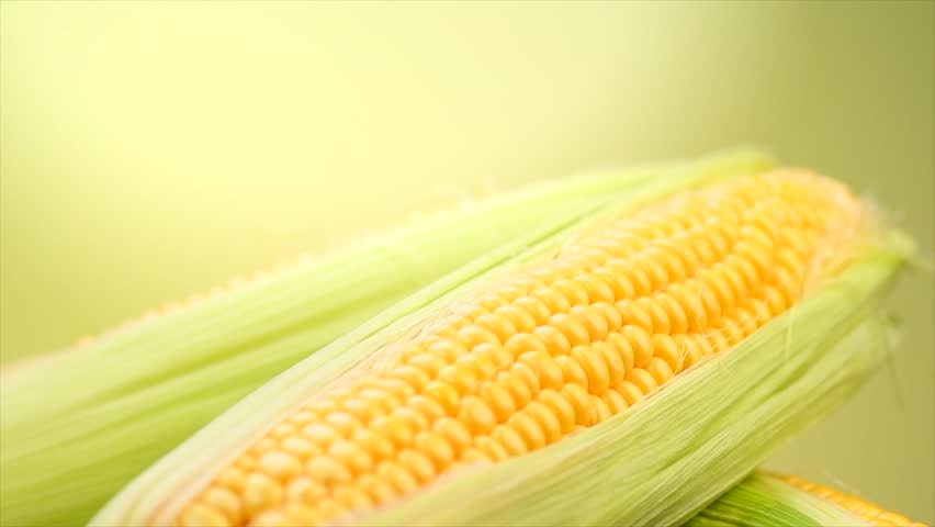 Corn cob on yellow and green bright background. Fresh raw ripe Sweetcorn closeup, rotation. Corn on the cob. Healthy organic vegetarian food, close up.  Royalty-Free Stock Footage #1109740387