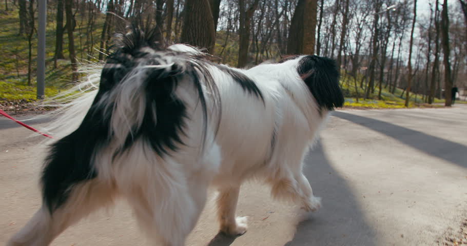 Japanese Chin dog with owner in public park outdoor, close-up and low angle shot
