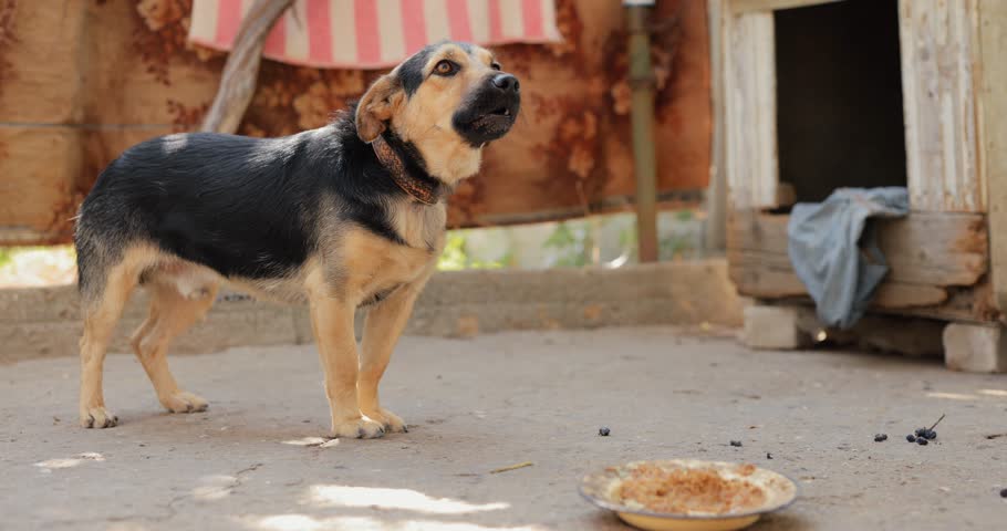 A dog on a leash wants to eat but cannot reach the plate, original audio included