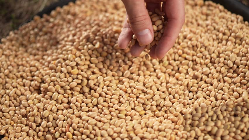 soybean agriculture. farmer touching soybean grains close-up. agriculture business soy farm concept. farmer hands lifestyle are sorting out soybean grains holding in his hands Royalty-Free Stock Footage #1109741915