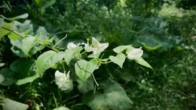 White bougainvillea with green leafs 4k stock video