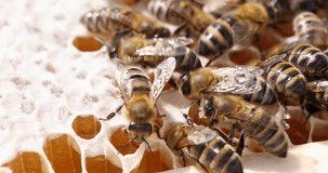 Many bees in combs store honey. Beekeeping concept