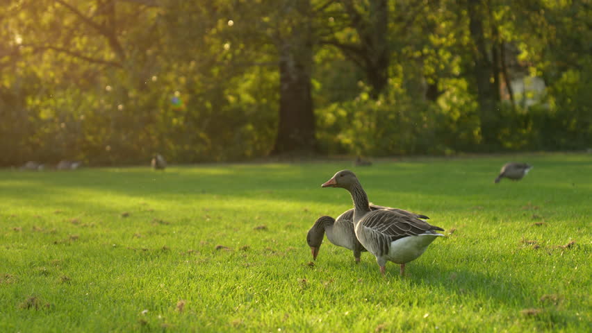 A family of ducks walks on the lawn near the house. 