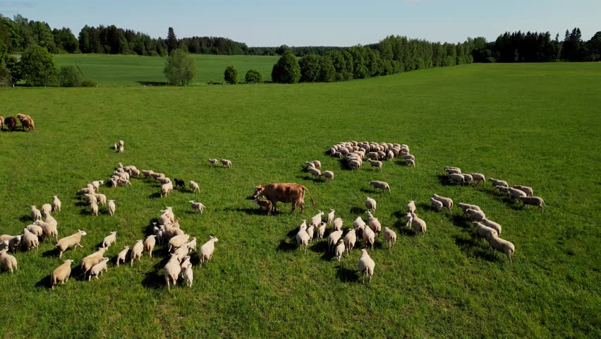 Flock of sheep grazing in the green meadow with sunset. Flock of sheep moving forward on the grassland pasture. One cow in the middle. Shepherds lead animals along paths to graze. Sheeps on hills