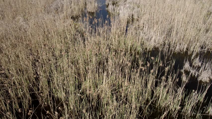 Aerial footage of a Jegricka nature reserve in Vojvodina