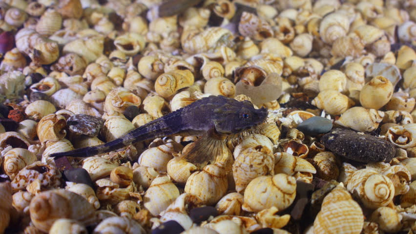 Pogge or Hooknose fish resting on sea bed, Oban UK
