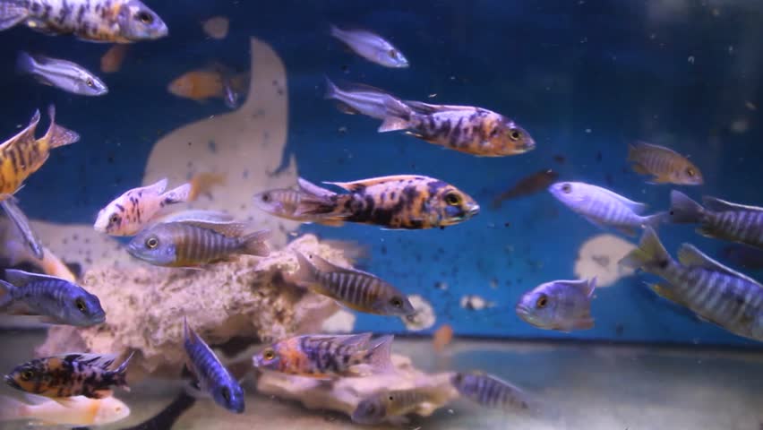 Many schools of colorful cichlid fish in aquariums are for sale at the Splendid Malang animal market | Shutterstock HD Video #1109753423