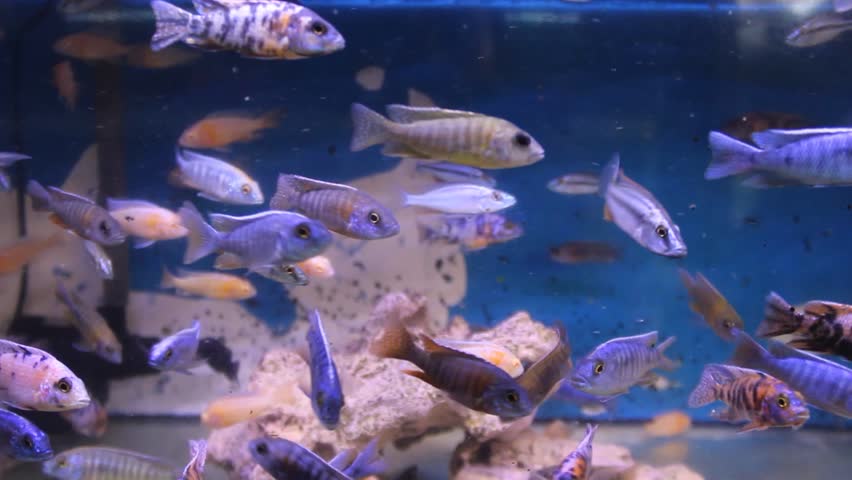 Many schools of colorful cichlid fish in aquariums are for sale at the Splendid Malang animal market | Shutterstock HD Video #1109753425