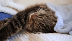 Happy Cat sleeping and resting with towel after bathing procedures. Funny Tabby Feline relax, calms down on a massage table while taking spa treatments. Pet Grooming. Humor. Aromatherapy, body care.