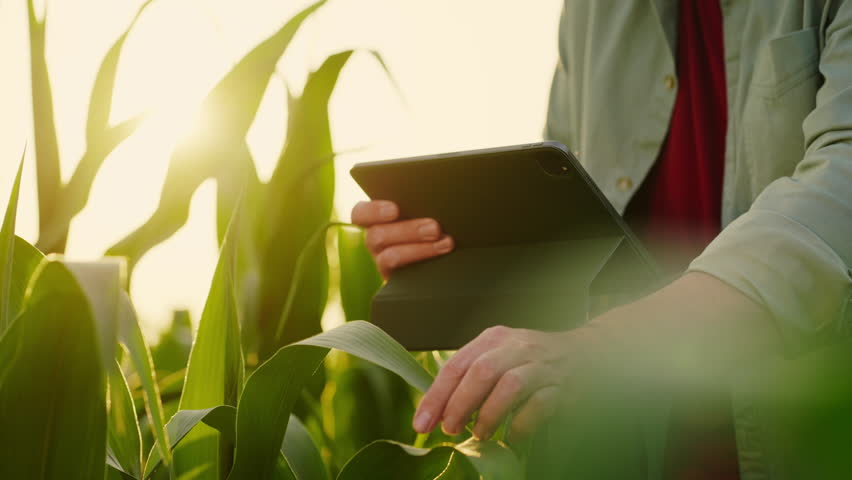 Closeup View Of Farmer Hands Holding Tablet And Stroking Leaves Of Young Plants In Field, Agronomist Royalty-Free Stock Footage #1109756057