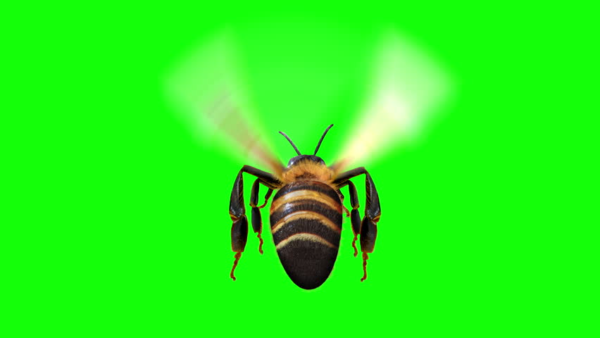 Honey Bee Isolated Flying over a Green Screen Back View
Animation 4k footage shot from behind , you can use it for a close-up shot