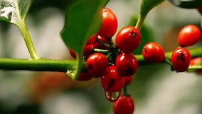 Red berries grow on Holly tree close up macro 4k shot selective focus - Powered by Shutterstock - Get 15% off with code: PIKWIZARD15