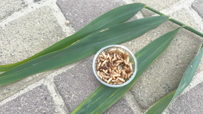 Fishing concept. Bait for fishing. Live aparids are beige in color, crawling in a plastic jar on the street, near green leaves.