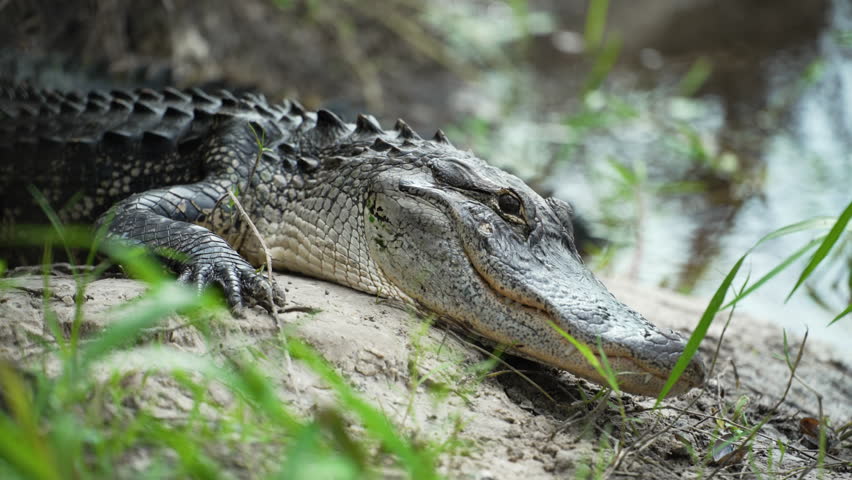 Close-up of American alligator resting on fresh water lake bank in Florida, USA