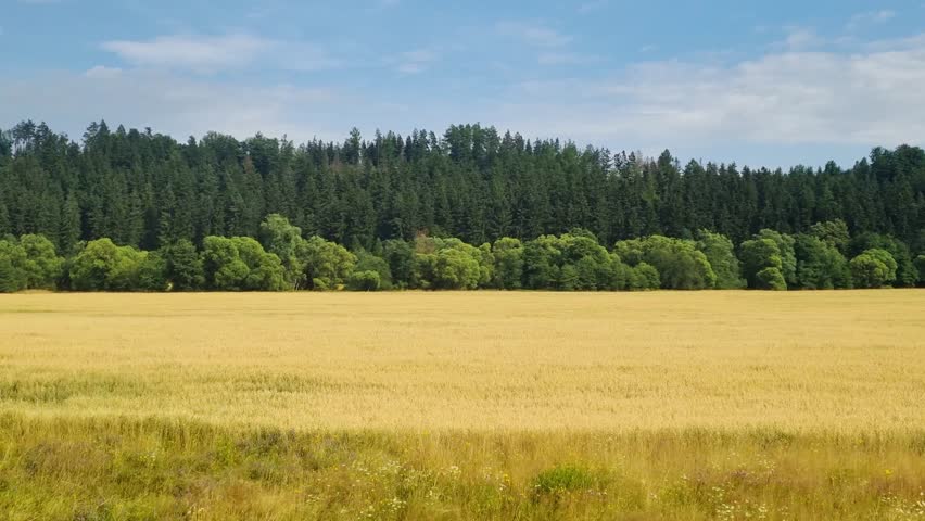 Scenic view of the field and forest from the window of a moving train