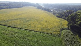 Sunny shots of a field of blooming sunflowers next to a river. Video footage from a drone, different trees growing around and among the field.