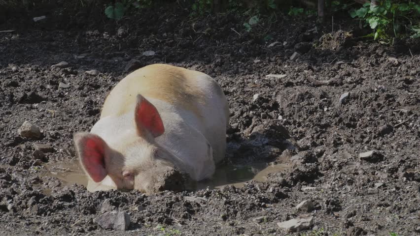 Pig lying down and peacefully sleeping in a small, muddy pool.
