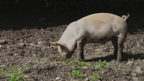 Pig in slow motion, meticulously searching for something in the dirt. 