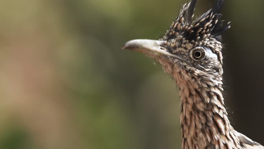 Slow motion close up video of a roadrunner looking back and forth while it hunts with an out of focus tree in the background.