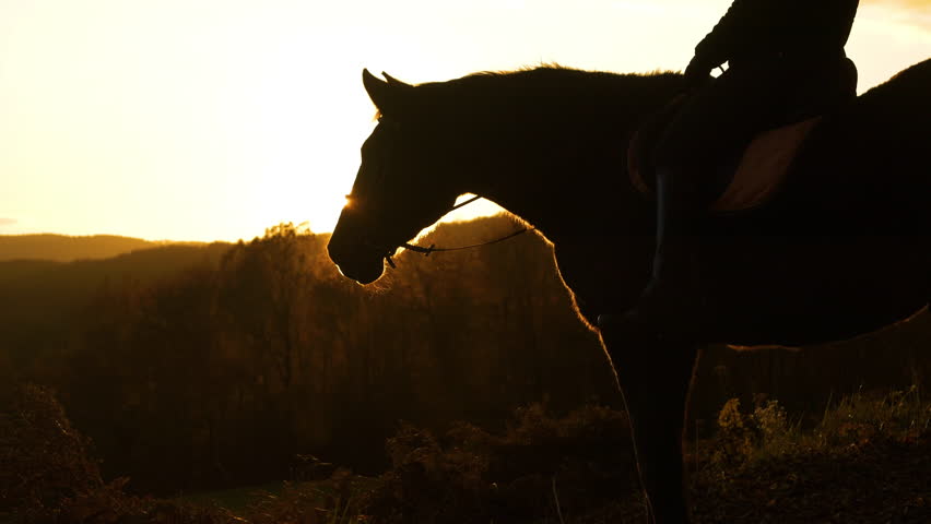 SILHOUETTE, CLOSE UP, LENS FLARE: Horse exhaling cloud of breath in cold morning. Golden rays of autumn sunrise shine around head of a saddled brown stallion as he stopped during early ride with owner