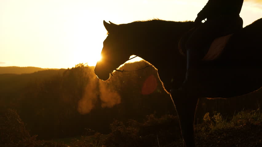 SILHOUETTE, CLOSE UP, LENS FLARE: Horse exhaling cloud of breath in cold morning. Golden rays of autumn sunrise shine around head of a saddled brown stallion as he stopped during early ride with owner