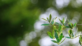 Video showcases Olive branches in the evening sunlight, symbolizing fresh food production, with an Olive branch and bokeh background for text placement.