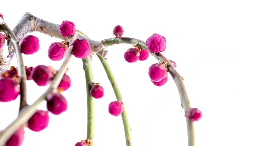 4K time-lapse video of pink plum blossoms slowly blooming against a white background. Royalty-Free Stock Footage #1109781163