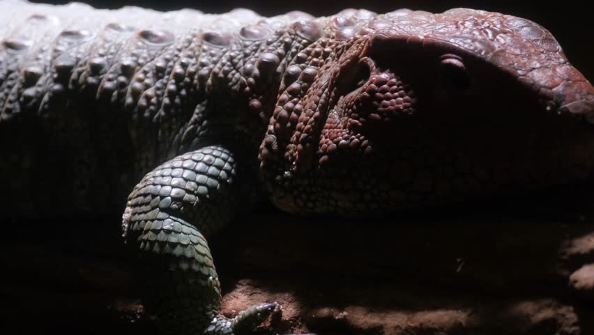 The caiman lizard is a species of large semi-aquatic lizard from the teiidae family. Close-up 