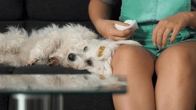 Pet Ear Health and Care, Diligent Woman Owner Demonstrates Ear Cleaning for Her Small White Dog - A Video Encouraging Responsible Pet Ownership and Canine Well-Being