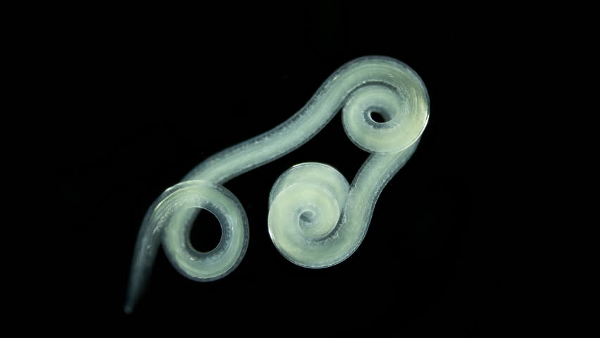 worm Nematoda under microscope, Phylum Protostomia, free-living nematodes inhabit soil, freshwater and sea. Sample found in White Sea Royalty-Free Stock Footage #1109786597