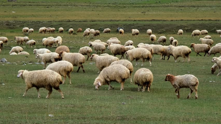 Concept of farming and agriculture. A huge flock of sheep graze on green meadows in the mountains of Georgia. Kazbegi region Truso Valley gorge. Horizontal slow motion 4k footage Royalty-Free Stock Footage #1109786757